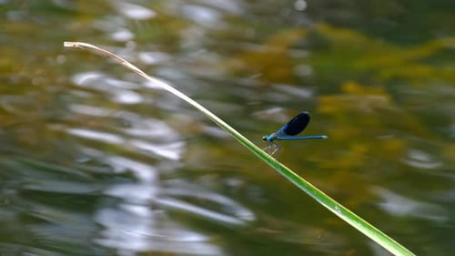 Blaue Libelle auf einem Ast in grüner Natur am Fluss Nahaufnahme