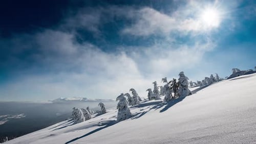 Schöner Berg Sonnentag Firtree Unter Himmel