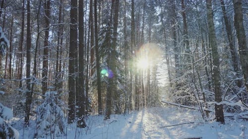 Winter forest and sun, pan