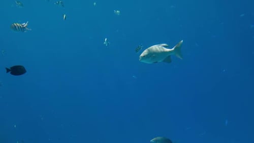 Video of Beautiful Tropical Fishes Shining and Glittering in the Sun Rays Under the Sea Surface