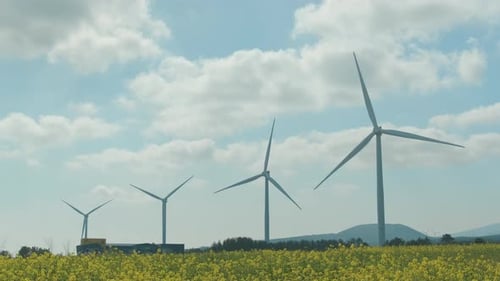 Wind Turbines in Flowered Field Turning on Sunny Day