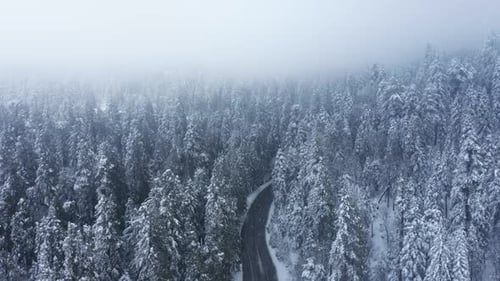 Cinematic Aerial Snowfall Over Road in Dense Snow Covered Pine Trees Forest