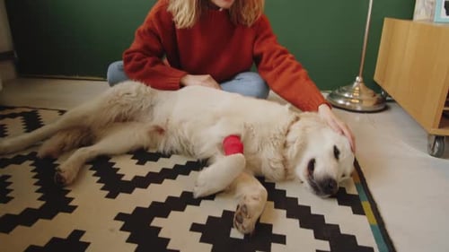 Woman Cares for Cream Dog with Red Bandage