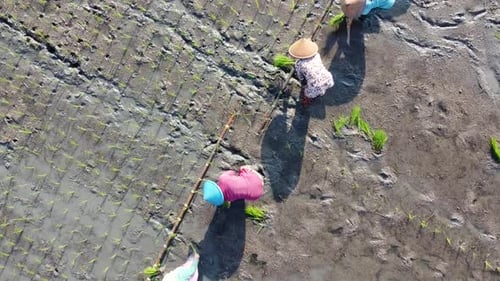Farmer Rice