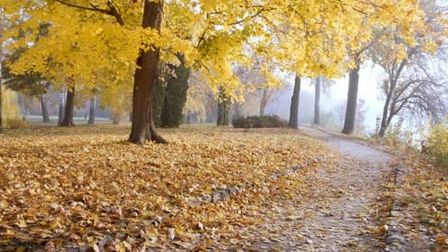 Misty Autumn Park