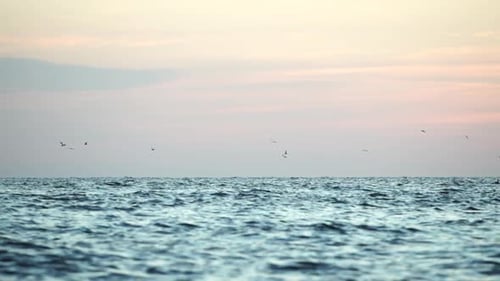 A Flock of Seagulls Fly and Fish in the Sea