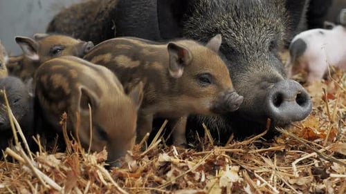 Little Cute Newborn Piglets Near Their Mother Pigs on a Farm in a Heap of Straw Free Range and Meat