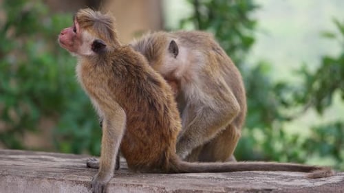 Monkeys in Sri Lanka