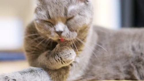 Lustige und süße schottische Faltkatze auf dem Boden