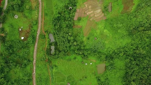 Vista aérea acima do campo de arroz