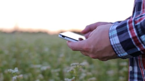 A young farmer working in a buckwheat field enters information on a smartphone.