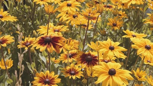 BlackEyed Susan Flowers