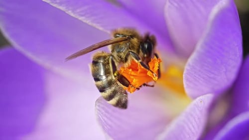 Macro View of Bee on Violet Crocus Flower Collecting Nectar