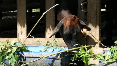 Close up from a cow eating leaves at a farm in the Philippines