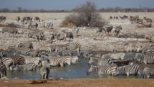 Wildlife At A Waterhole - Etosha National Park