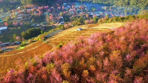 Aerial view of the village on the hill, Wild Himalayan Cherry (Prunus cerasoides) tree