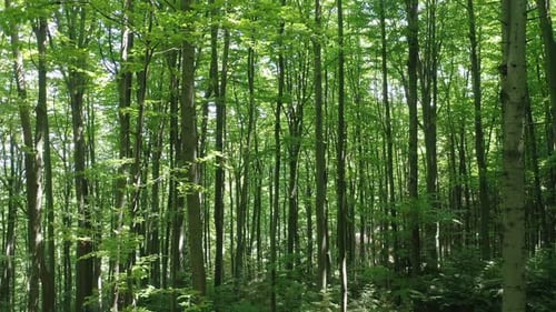 Aerial Drone View of Tall Green Trees in the Wild Forest Illuminated By the Shining Rays of the Sun