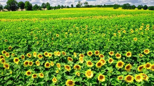 Aerial view of blooming sunflower field in sunny summer