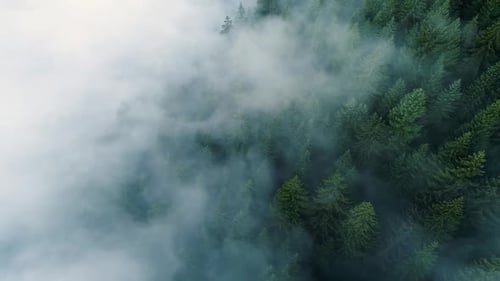 Misty Forest. View of Flying Over Pine Forest in the Morning, Magical Fog in Mountain, Aerial Shot,