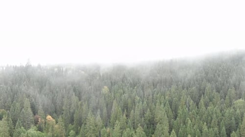 Pine wood at foggy rainy morning. Fog Forest