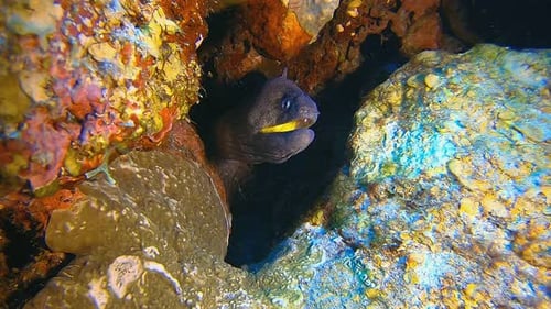 Moray Eel Sticking Head Out of Coral