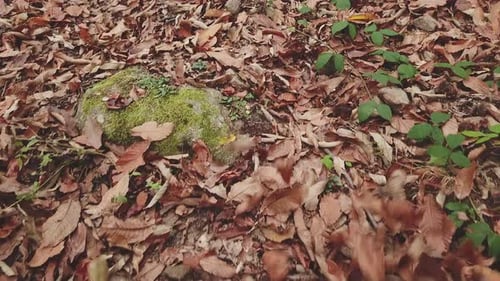 Leaves Covering Forest Floor in Autumn