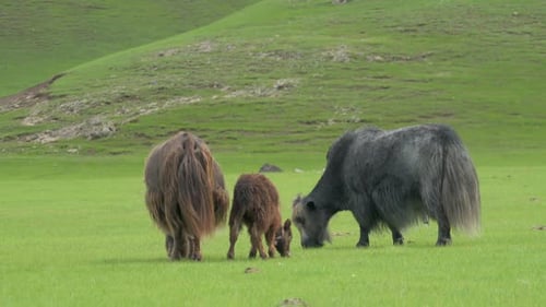 Graue und braune Yaks grasen im Grasland