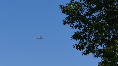 Airplane Flying Through Blue Sky Beside Tree