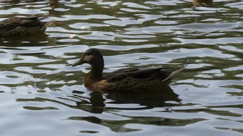 Beautiful Wild Ducks Floating On The Water River