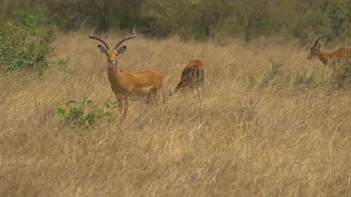 Males impala in dry grass