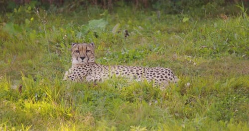 Großer erwachsener Gepard, der auf einem Feld liegt und ruht