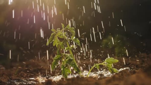 Small Plant Being Watered in Golden Light
