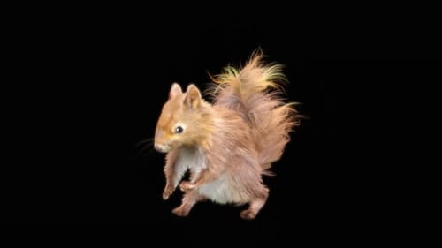 Realistic Animated Squirrel Standing, Walking, and Jumping