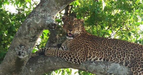 Leopard, Panthera Pardus, Erwachsener stehend im Baum, Masai Mara Park in Kenia, Echtzeit 4K