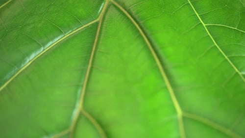 Makro eines leuchtend grünen Blattes