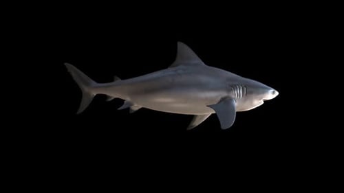 View Side Of Shark Swims And Attack With Alpha Channel