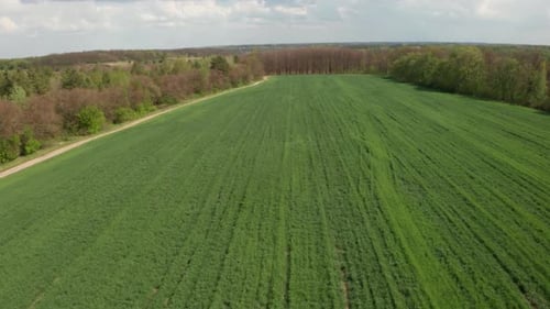 Spannen Sie über das Feld, auf dem grüne Sämlinge von Weizen, Mais oder Zhita gepflanzt wurden