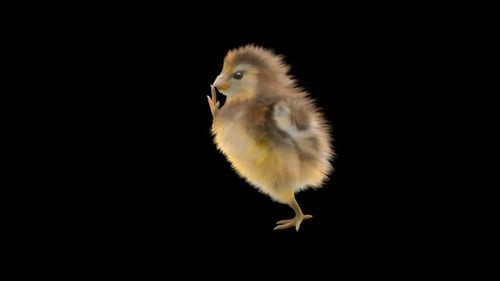 Walking Realistic Chick with Alpha Channel