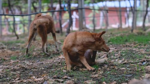Two brown dogs stay under grapes tree with one scratch and the other one walk to the back