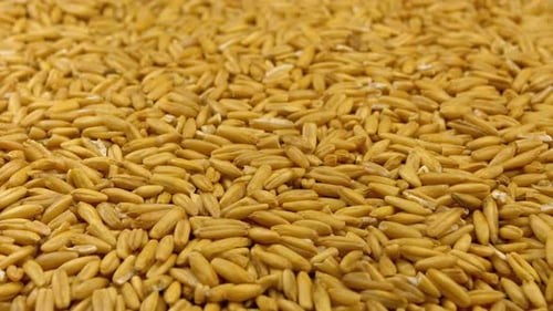 Grains of Raw Oat Groats Rotate Close-up