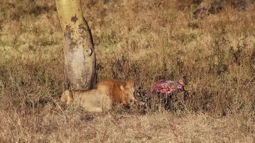 Male Lion Eating Cape Buffalo In Africa