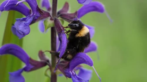 Close up shot of a bumblebee walking over a purple flower in slow motion