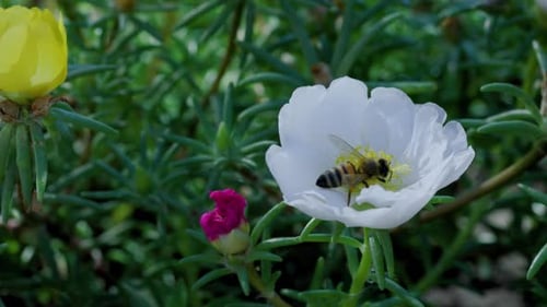 Close Up of One Honey Bee Flying Around Honeysuckle Flowers