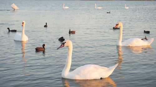 Weiße Schwäne schwimmen bei Sonnenuntergang auf einem künstlichen See