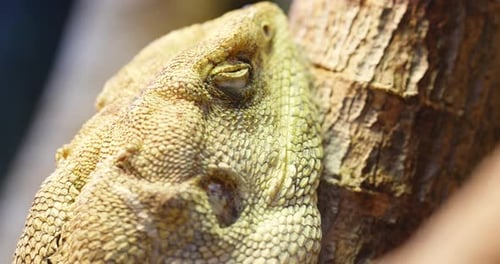 Lézard