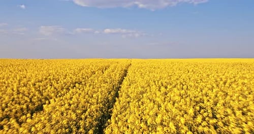 Drone shot of tracks in yellow rapeseed field
