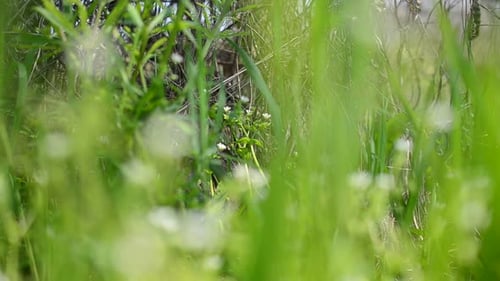 Spring Flowers 4