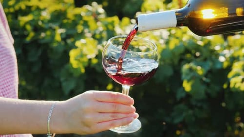 Pouring Red Wine in an Elegant Glass on the Background of the Vineyard. Wine Tour
