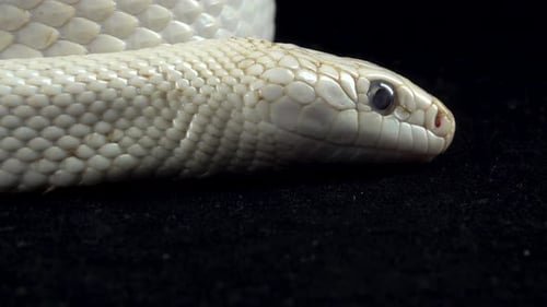 Texas Rat Snake Isolated on a Black Background in Studio