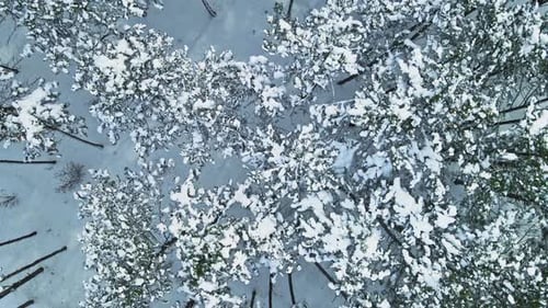Aerial Frozen Winter Forest Top View